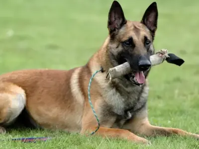 Chó Belgian Malinois - "Vệ sĩ hoàn hảo" cho gia đình bạn