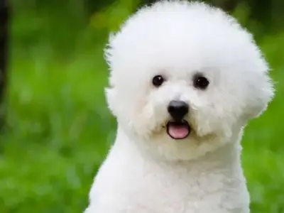 Chó Bichon Frise có nguồn gốc từ đâu? Đặc điểm và tính cách 