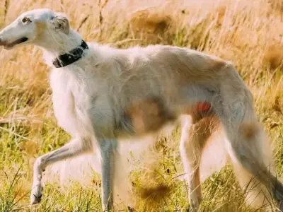 Tìm hiểu chó Borzoi - Biểu tượng của sự quý tộc và đẳng cấp