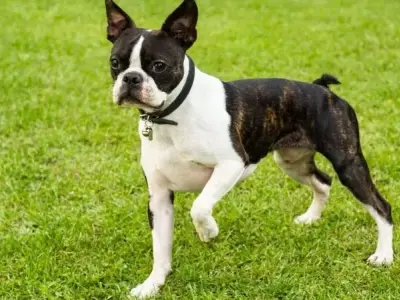Chó Boston Terrier có dễ nuôi không? Giải đáp thắc mắc của bạn