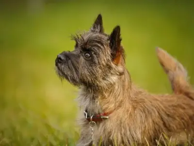 Đặc điểm của chó Cairn Terrier - Kẻ săn mồi của vùng cao nguyên