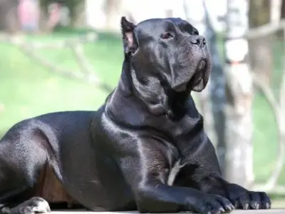 Chó Cane Corso - Những đặc điểm nổi bật mà bạn cần phải biết