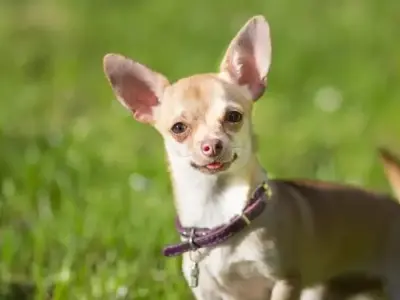 Vì sao chó Chihuahua là người bạn đồng hành hoàn hảo?