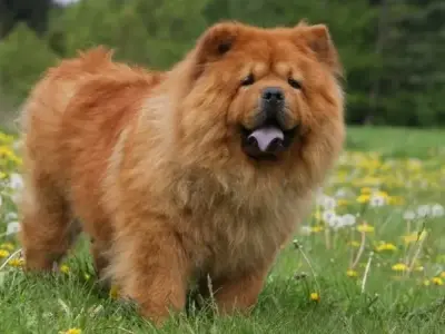 Chó Chow Chow có đặc điểm gì? Tìm hiểu về loài chó này