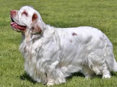 Chó Clumber Spaniel có nguồn gốc từ đâu? Bí quyết chăm sóc