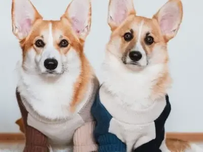 Chó Corgi có đặc điểm gì? Những điều thú vị mà bạn chưa biết