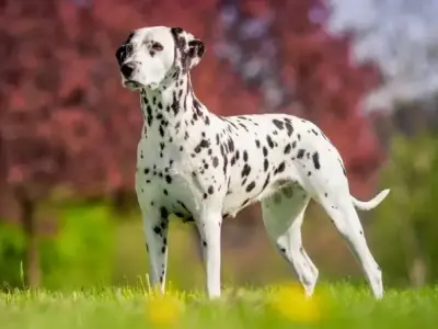 Chó Dalmatian có giá bao nhiêu? Bí quyết nuôi chó Dalmatian