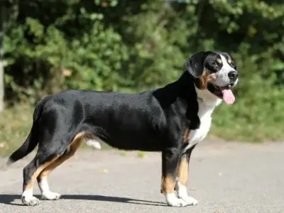 Những điều thú vị về chó Entlebucher Mountain Dog 