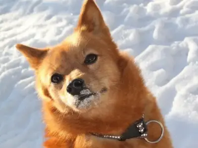 Chó Finnish Spitz và những điều cần biết về chú chó đáng yêu này