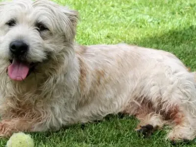 Chó Glen of Imaal Terrier giá bao nhiêu? Đặc điểm và cách chăm sóc