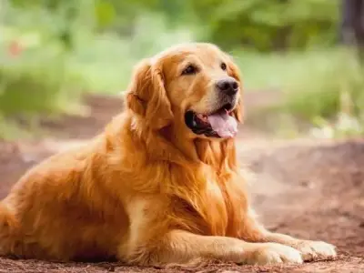 Chó Golden Retriever giá bao nhiêu? Đặc điểm của giống chó này