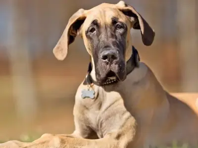 Tại sao chó Great Dane được yêu thích làm thú cưng gia đình?