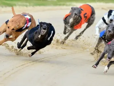 Chó Greyhound - Dòng chó săn quý tộc với lịch sử lâu đời