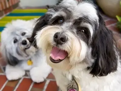 Chó Havanese giá bao nhiêu? Cập nhật giá mới nhất 2024