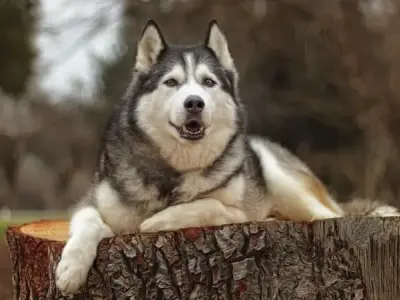 Tại sao chó Husky được gọi là ngáo? Tìm hiểu về chó Husky