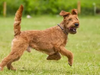 Chó Irish Terrier - Người bạn trung thành và dũng cảm