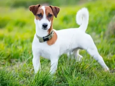 Chó Jack Russell Terrier giá bao nhiêu? Đặc điểm và cách chăm sóc