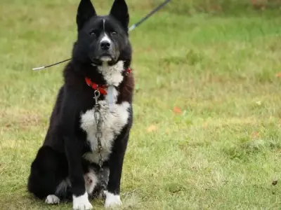 Tại sao nên chọn nuôi chó Karelian Bear Dog làm thú cưng?