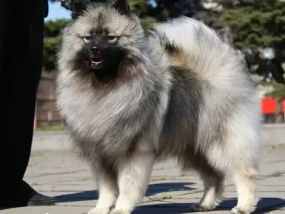 Chó Keeshond - Giống chó quý hiếm với bộ lông xám trắng ấn tượng