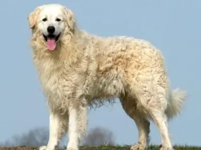 Chó Kuvasz có giá bao nhiêu? Cách nuôi dưỡng chó Kuvasz