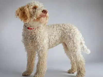Chó Lagotto Romagnolo có giá bao nhiêu? Đặc điểm và cách chăm sóc