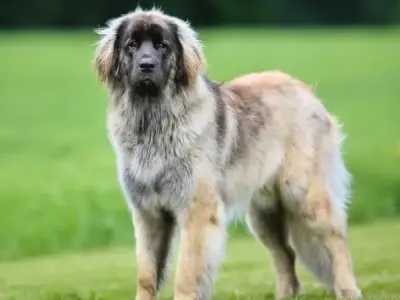 Bí quyết chăm sóc và huấn luyện chó Leonberger hiệu quả