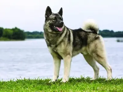 Chó Norwegian Elkhound - Nuôi dưỡng và chăm sóc đúng cách