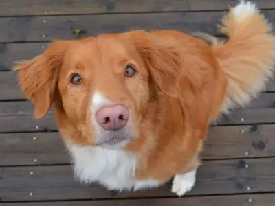 Tại sao nên nuôi Chó Nova Scotia Duck Tolling Retriever?