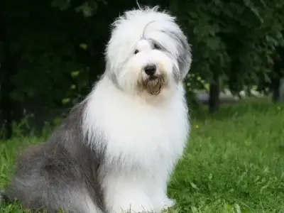 Chó Old English Sheepdog - Giống chó chăn cừu Anh đáng yêu