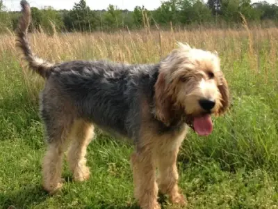 Chó Otterhound - Những điều chưa biết về loài chó săn rái cá này
