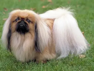 Chó Pekingese có nguồn gốc từ đâu? Đặc điểm của loài chó này