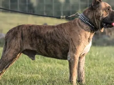 Chó Perro de Presa Canario - Giống chó hung dữ nhất thế giới