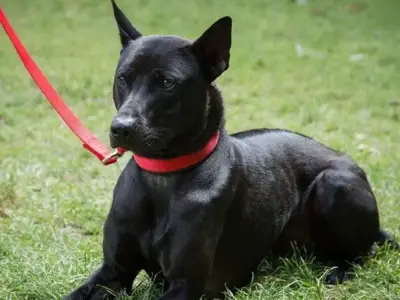 Chó Phú Quốc - Nguồn gốc, đặc điểm và cách chăm sóc tốt nhất