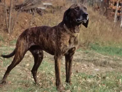 Chó Plott Hound có giá bao nhiêu? Đặc điểm và cách chăm sóc