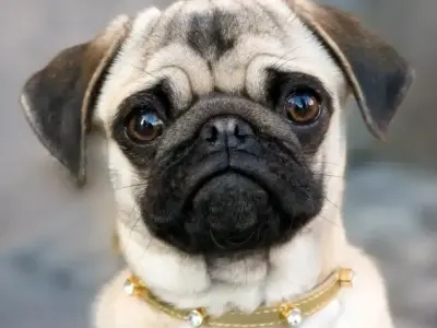 Nuôi chó Pug có dễ không? Giải đáp mọi thắc mắc của bạn