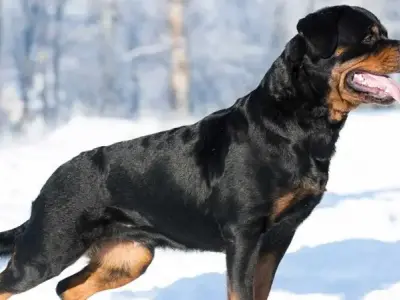 Chó Rottweiler giá bao nhiêu? Phân biệt các loại chó Rottweiler 