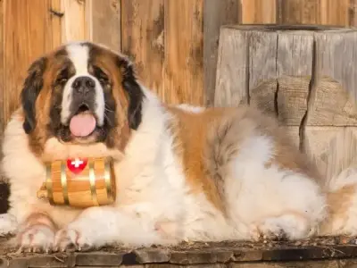 Chó Saint Bernard và những điều thú vị ít ai biết đến