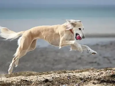 Chó Saluki - Chú chó được mệnh danh là Hoàng tử sa mạc