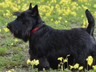Chó Scottish Terrier giá bao nhiêu? Cách chăm sóc chó Scottish