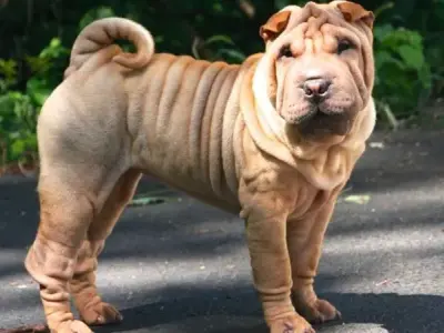 Chó Shar Pei là giống chó gì? Đặc điểm và cách chăm sóc