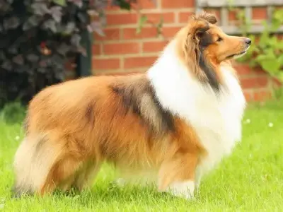 Chó Shetland Sheepdog - Loài chó chăn cừu thông minh và đáng yêu