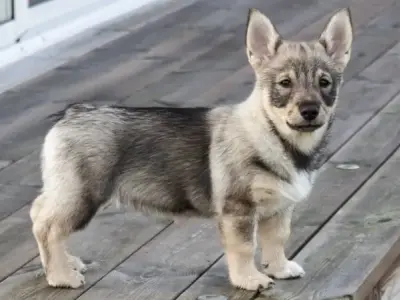 Những điều bạn cần biết về giống chó Swedish Vallhund