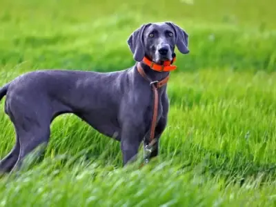 Chó Weimaraner - Chú chó được mệnh danh là con ma xám nước Đức