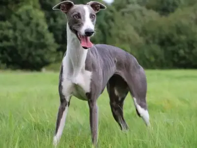 Chó Whippet có nguồn gốc từ đâu? Cách chăm sóc giống chó này