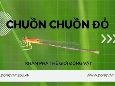 Top 5 sự thật thú vị về chuồn chuồn đỏ có thể bạn chưa biết