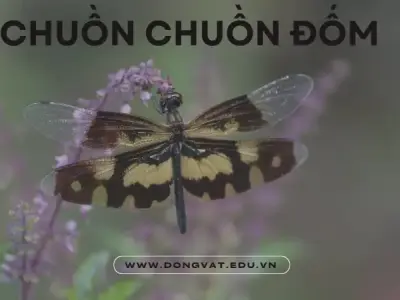 Khám phá chuồn chuồn đốm - Vẻ đẹp mong manh của thiên nhiên