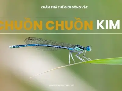 Chuồn chuồn kim - Liệu bạn đã biết hết về loài côn trùng này?