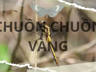 Chuồn chuồn vàng: Vai trò, tập tính và môi trường sinh sống