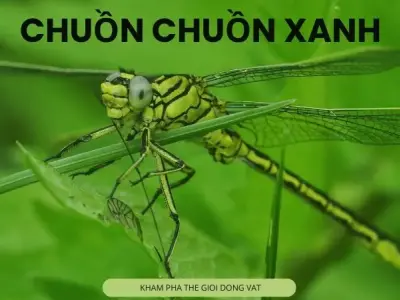 Top 5 sự thật thú vị về chuồn chuồn xanh có thể bạn chưa biết 