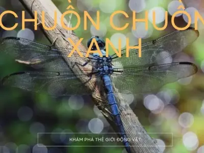 Hé lộ những bí ẩn mà bạn chưa từng biết về chuồn chuồn xanh lá